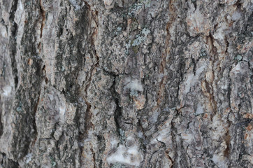 bark of Linden, wooden background