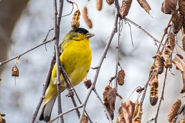 Male Lesser Goldfinch (Spinus psaltria) perched on a branch in a birch tree, south San Francisco bay area, California