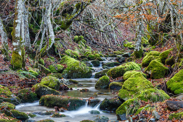 Arroyo con rocas cubiertas de líquenes en un bosque de hayas. Fagus sylvatica.