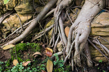 Close-up bonsai root wood Spread texture. Abstract background