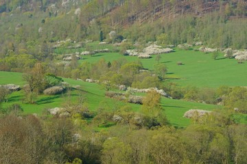 Naklejka premium Tworylne - abandoned village in the Bieszczady Mountains with flowering blackthorn