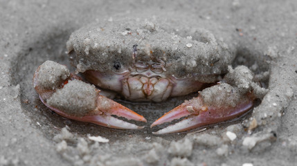 Strandkrabbe auf der Lauer