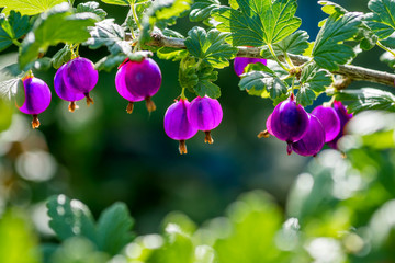 gmo purple berries on branch