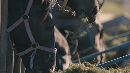 Wonderful horses with bridles eating hay from a long wooden feeder in summer