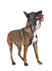 malinois in studio