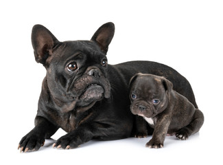 family french bulldog