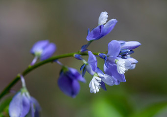 Fototapeta na wymiar Macrophotographie fleur sauvage - Polygale commun - Polygala vulgaris