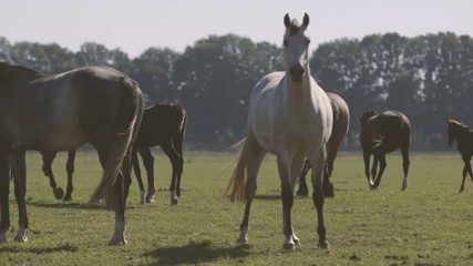 Beautiful white mare among grazing brown horses on green field in summer