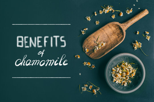 Benefits of chamomile tea, text. Dried chamomile flowers in bowl and wooden shovel spoon on dark background, top view with copy space for your design. Healing herbs and herbal medicine concept.
