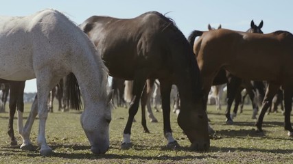 Herd of brown and white horses grazing grass on green lawn in Ukraine in summer