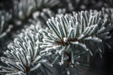 Naklejka na ściany i meble Frosty fir branches as a Christmas background banner