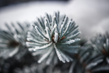 Naklejka na ściany i meble Frosty fir branches as a Christmas background banner