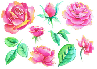 Ink, watercolor drawing : Roses