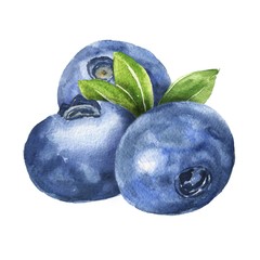 Hand drawn watercolor blueberries arrangement isolated on white background. Delicious realistic berries illustration.