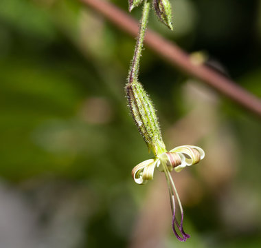 Macrophotographie fleur sauvage - Silene penche - Silene nutans