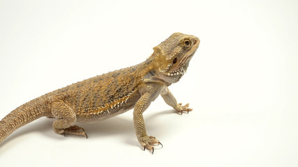 Angry Looking Bearded Dragon