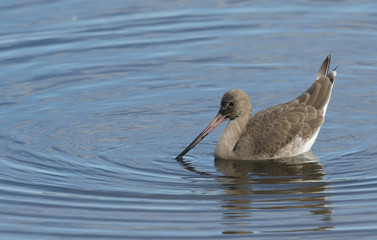 A Black-tailed Godwit (Limosa limosa) feeding in the sea.