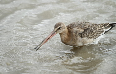 A Black-tailed Godwit (Limosa limosa) feeding in the sea.