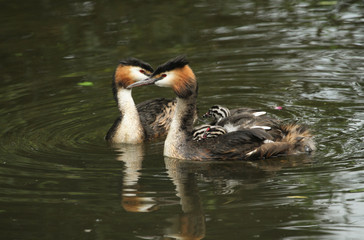 Two stunning adult Great crested Grebe (Podiceps cristatus) swimming on a river, one of the parents has their cute babies riding on its back .