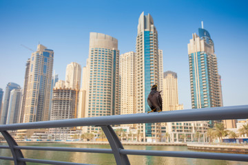 cute bird standing on a fence in Dubai Marina city