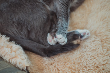 cat close up  his paws