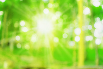 Obraz premium Blur nature bokeh green park by beach and tropical coconut trees