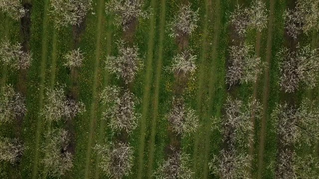 Agriculture, beautiful bloosoming plum fruit trees in orchard, Lot et Garonne, 47, France