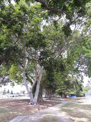 Beautiful trees in the park
