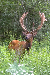 Naklejka na ściany i meble Bull elk – Photographed in Elk State Forest, Elk County, Benezette, Pennsylvania