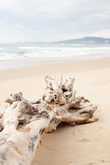 Old dry white tree on the beach of the sea