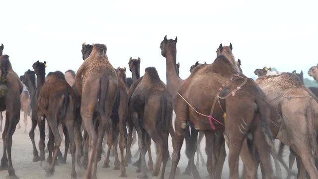 Large herd of camels in desert Thar during the annual Pushkar Camel Fair near holy city Pushkar, Rajasthan, India. This fair is largest camel trading fair in the world