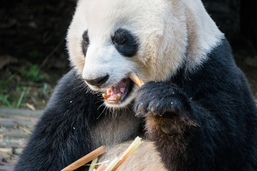 Fototapeta premium Close up of a Giant Panda eating bamboo