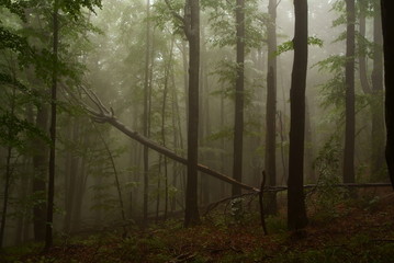 Obraz premium Hulskie Nature Reserve, Bieszczady Mountains. Primeval forest