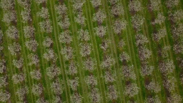 Agriculture, beautiful bloosoming plum fruit trees in orchard, Lot et Garonne, 47, France
