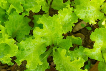 Top view image raw salad in the garden with sunlight morning day,
