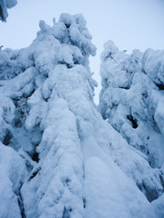 winter spruce trees covered with hoarfrost and snow after snowfall