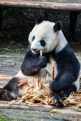 Obraz premium Giant Panda thoroughly enjoying a piece of bamboo 