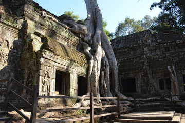 Ta Prohm temple covered in tree roots, Angkor Wat, Cambodia.
