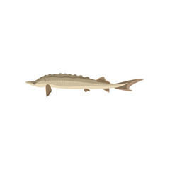 Fototapeta na wymiar Detailed flat vector icon of swimming sturgeon, side view. Marine animal. Healthy nutrition. Seafood theme