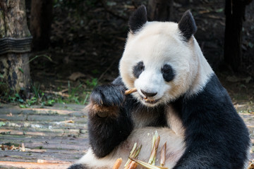 Close up of a Panda eating bamboo