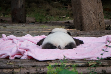 Behind a baby panda sleeping on a pink blanket © Alden