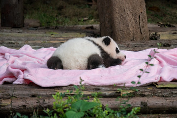 Backside of a baby panda bear sleeping © Alden