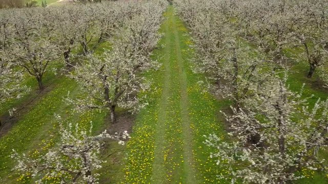 Agriculture, beautiful bloosoming plum fruit trees in orchard, Lot et Garonne, 47, France