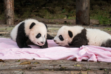 Two cute baby pandas on a pink blanket