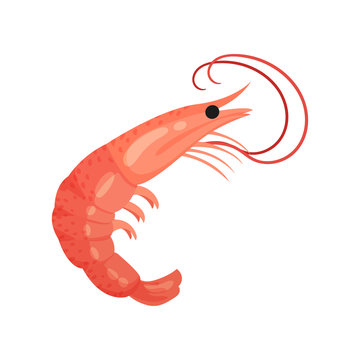 Detailed flat vector icon of red shrimp. Sea animal. Marine creature. Seafood theme
