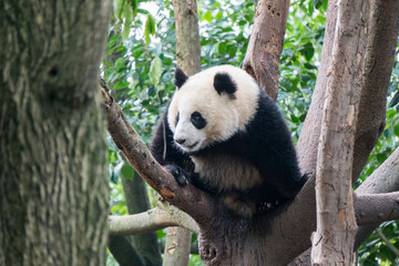 Obraz na płótnie Canvas Panda Bear in a tree