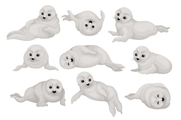 Flat vector set of cute seal pups in different poses. Arctic animal with gray coat and black shiny eyes. Marine mammal