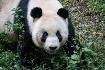 Giant Panda walking in the forest