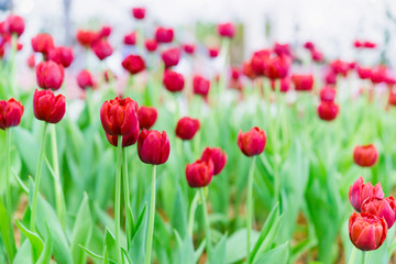 Fototapeta na wymiar Colorful tulips in the flower garden,Tulip field.