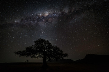 A silhouette of a tree in front of the Milky Way